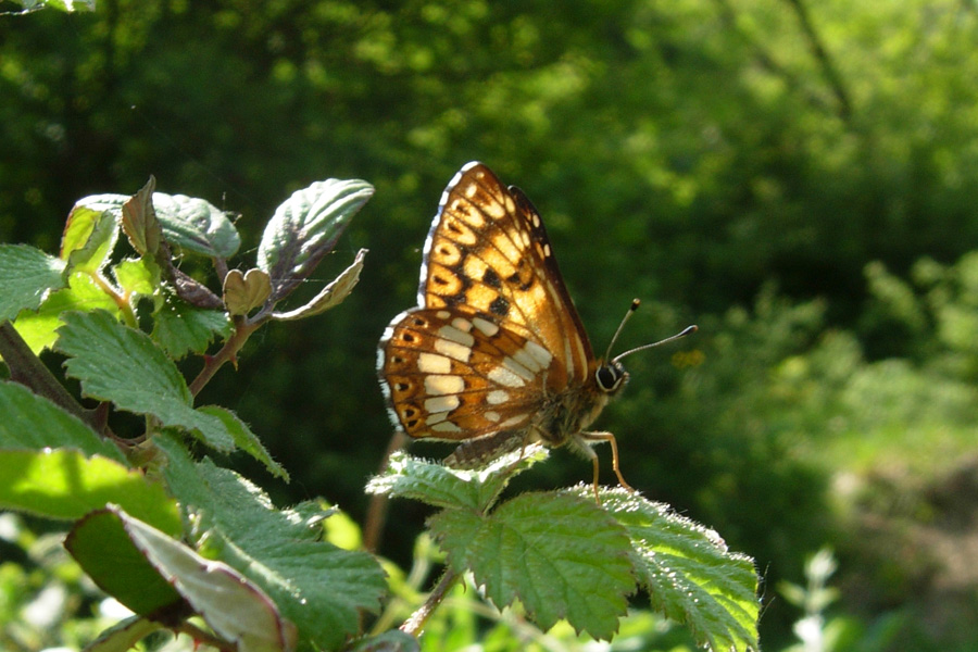 Hamearis lucina  (Lycaenidae, Riodininae)